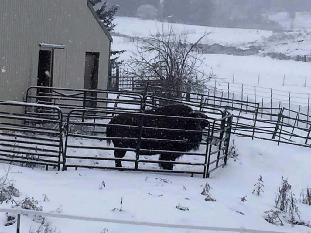 Buffalo in Sandpoint Idaho